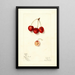 Prunus avium Roe - Mary Daisy Arnold — oprawiony obraz na ścianie