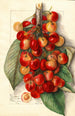 Prunus avium Royal Anne - Mary Daisy Arnold — widok dzieła