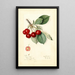 Prunus avium Royal Duke - Mary Daisy Arnold — oprawiony obraz na ścianie