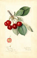 Prunus avium Royal Duke - Mary Daisy Arnold — widok dzieła