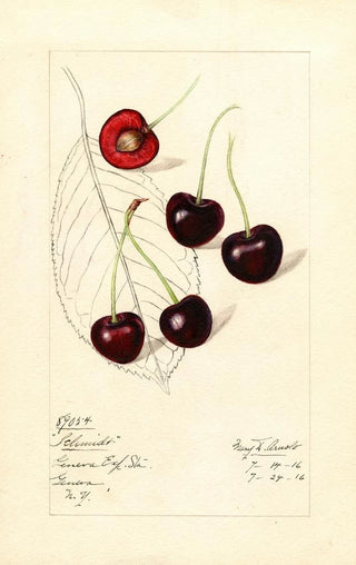 Mary Daisy Arnold - Prunus avium Schmidt.webp