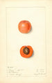 Prunus mume Barry - Mary Daisy Arnold — widok dzieła