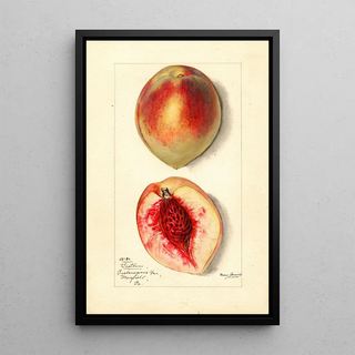 Mary Daisy Arnold - Prunus persica Baston.webp