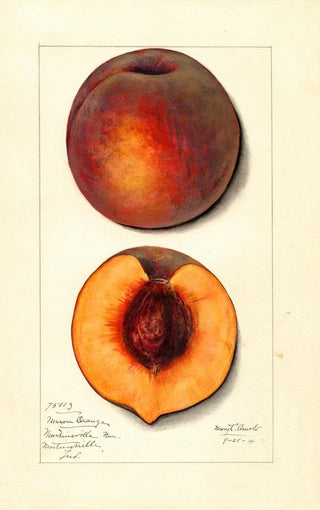 Mary Daisy Arnold - Prunus persica Masons Orange.webp