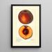 Prunus persica Masons Orange - Mary Daisy Arnold — oprawiony obraz na ścianie
