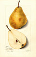 Pyrus communis Glout Morceau - Mary Daisy Arnold — widok dzieła
