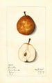 Pyrus communis Lamartine - Mary Daisy Arnold — widok dzieła