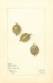 Ribes Duplication - Mary Daisy Arnold — widok dzieła