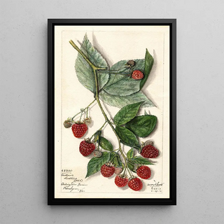 Mary Daisy Arnold - Rubus Andrews.webp