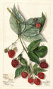 Rubus Andrews - Mary Daisy Arnold — widok dzieła