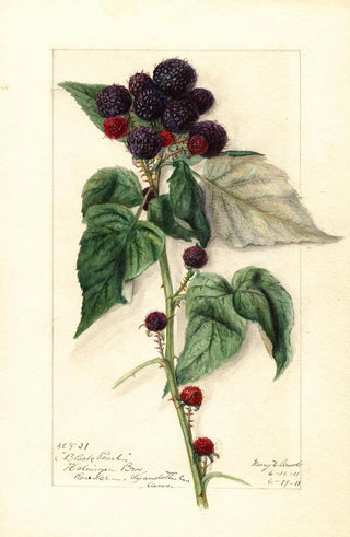 Mary Daisy Arnold - Rubus Black Pearl.webp