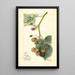 Rubus Brinkles Orange - Mary Daisy Arnold — oprawiony obraz na ścianie