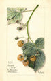 Rubus Brinkles Orange - Mary Daisy Arnold — widok dzieła