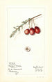 Vaccinium macrocarpon Howard Bell - Mary Daisy Arnold — widok dzieła
