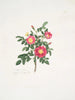 Rosa carolina3 - Mary Lawrance — widok dzieła