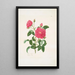 Rosa centifolia - Mary Lawrance — oprawiony obraz na ścianie