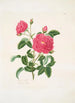 Rosa centifolia - Mary Lawrance — widok dzieła