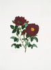 Rosa centifolia - Mary Lawrance — widok dzieła