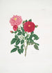 Rosa centifolia - Mary Lawrance — widok dzieła