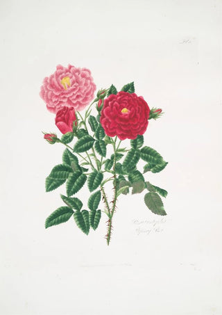 Mary Lawrance - Rosa centifolia6.webp