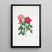 Rosa centifolia - Mary Lawrance — oprawiony obraz na ścianie