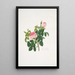 Rosa centifolia - Mary Lawrance — oprawiony obraz na ścianie