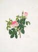 Rosa centifolia - Mary Lawrance — widok dzieła