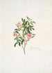 Rosa cinnamomea - Mary Lawrance — widok dzieła
