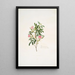 Rosa cinnamomea - Mary Lawrance — oprawiony obraz na ścianie
