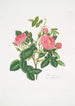 Rosa damascena - Mary Lawrance — widok dzieła