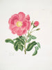 Rose Gauloise2 - Mary Lawrance — widok dzieła