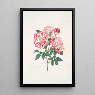 Mary Lawrance - Rosa gallicaversicolor.webp