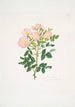 Rosa indigossa - Mary Lawrance — widok dzieła