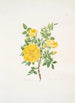 Rosa lutea - Mary Lawrance — widok dzieła