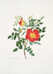 Rosa lutea bicolor - Mary Lawrance — widok dzieła