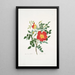Rosa lutea bicolor - Mary Lawrance — oprawiony obraz na ścianie
