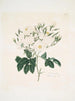 Rose moschata - Mary Lawrance — widok dzieła