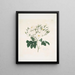 Rose moschata - Mary Lawrance — oprawiony obraz na ścianie