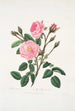 Rosa muscosa - Mary Lawrance — widok dzieła