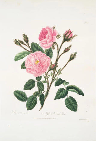 Mary Lawrance - Rosa muscosa.webp