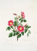 Rosa pendulina - Mary Lawrance — widok dzieła