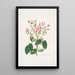 Rosa provincialis - Mary Lawrance — oprawiony obraz na ścianie