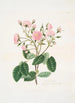 Rosa provincialis - Mary Lawrance — widok dzieła