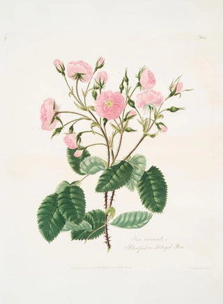 Mary Lawrance - Rosa provincialis2.webp