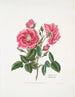 Rosa provincialis3 - Mary Lawrance — widok dzieła