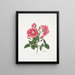 Rosa provincialis3 - Mary Lawrance — oprawiony obraz na ścianie