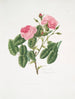 Rosa provincialis4 - Mary Lawrance — widok dzieła