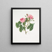 Rosa provincialis4 - Mary Lawrance — oprawiony obraz na ścianie