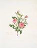 Rosa provinciale ou Rose de Meaux - Mary Lawrance — widok dzieła