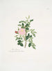Rosa rubiginosa - Mary Lawrance — widok dzieła
